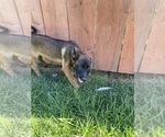 Small Photo #8 Belgian Malinois Puppy For Sale in IMPERIAL BEACH, CA, USA