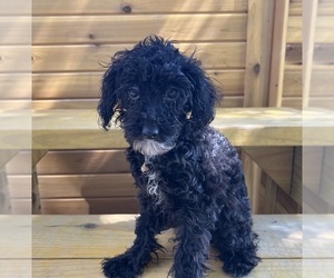 Poodle (Miniature) Puppy for sale in DUNDEE, OH, USA