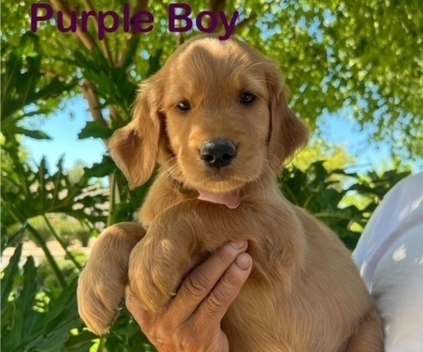 Medium Photo #44 Golden Retriever Puppy For Sale in FRESNO, CA, USA