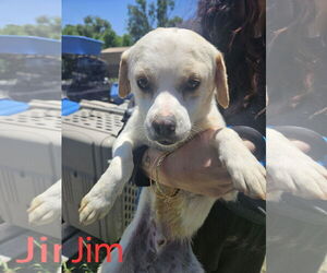 Chihuahua-Unknown Mix Dogs for adoption in Las Vegas, NM, USA