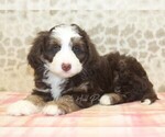 Small #1 Miniature Bernedoodle