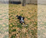 Small #5 Border Collie Mix