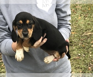 Beagle Puppy for sale in SPEARSVILLE, LA, USA