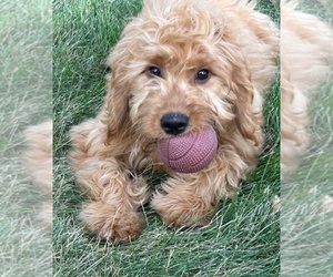 Goldendoodle (Miniature) Puppy for sale in HULL, IA, USA