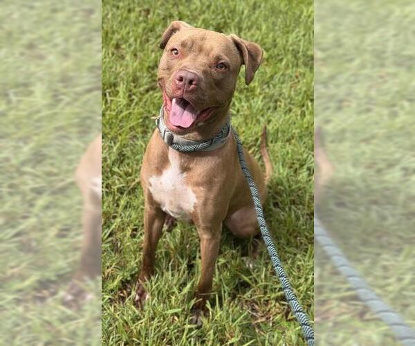Medium Photo #1 American Staffordshire Terrier Puppy For Sale in Fort Lauderdale, FL, USA