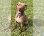 Small American Staffordshire Terrier