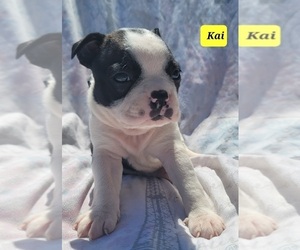 Boston Terrier Puppy for sale in POMEROY, OH, USA