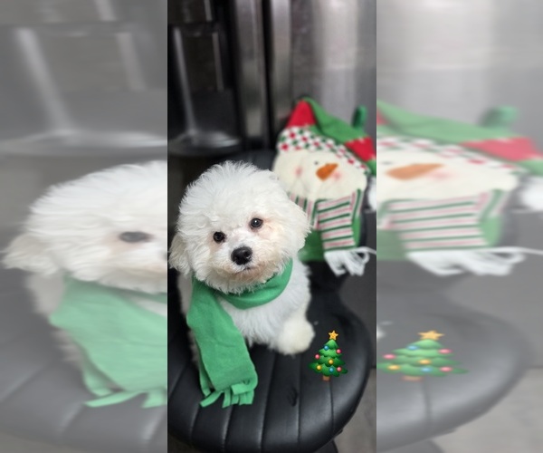 Medium Photo #4 Bichon Frise Puppy For Sale in WAYLAND, MI, USA