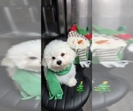 Small #3 Bichon Frise