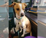 Small #1 Chihuahua Mix