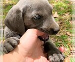 Small Photo #8 Weimaraner Puppy For Sale in DEFUNIAK SPRINGS, FL, USA