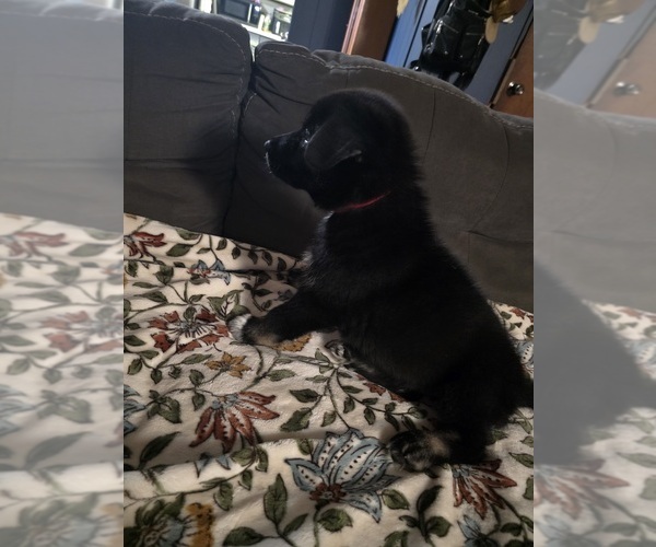 Medium Photo #5 Gerberian Shepsky Puppy For Sale in CONWAY, SC, USA