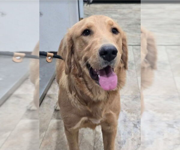 Medium Photo #4 Golden Retriever-Unknown Mix Puppy For Sale in Lakewood, CO, USA