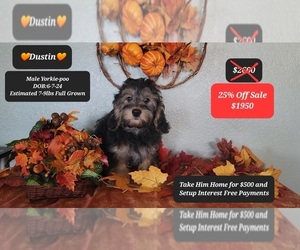 YorkiePoo Puppy for sale in TUCSON, AZ, USA