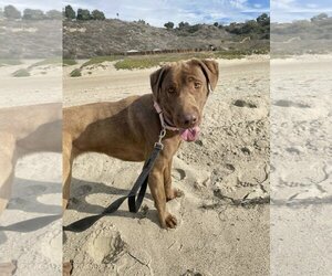 Delilah - Female Chesapeake Bay Retriever Dog for Adoption - Photo #5