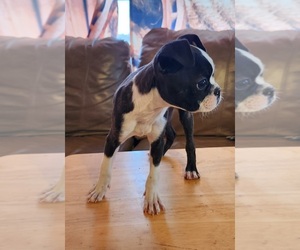 Boston Terrier Puppy for sale in HOPKINTON, IA, USA