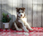 Puppy Gigi Siberian Husky