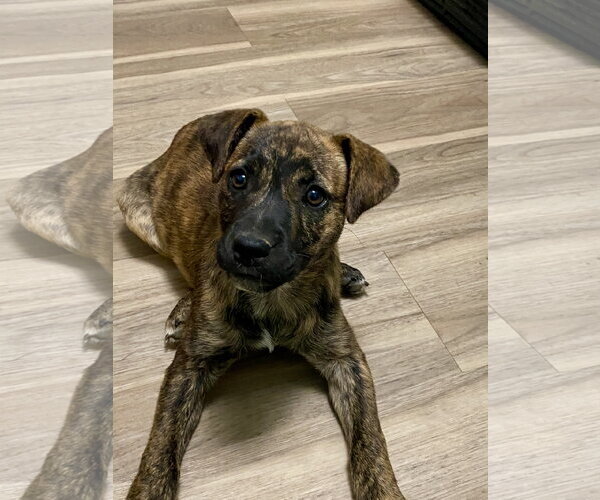 Medium Photo #8 American Pit Bull Terrier-Unknown Mix Puppy For Sale in Hillsboro, MO, USA