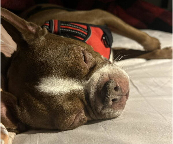 Medium Photo #3 Boston Terrier Puppy For Sale in Gibbstown, NJ, USA