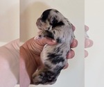 Small #2 Chihuahua