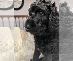 Puppy 3 Labradoodle-Poodle (Standard) Mix