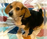 Small #4 Beagle