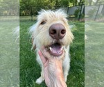Small #6 Labradoodle