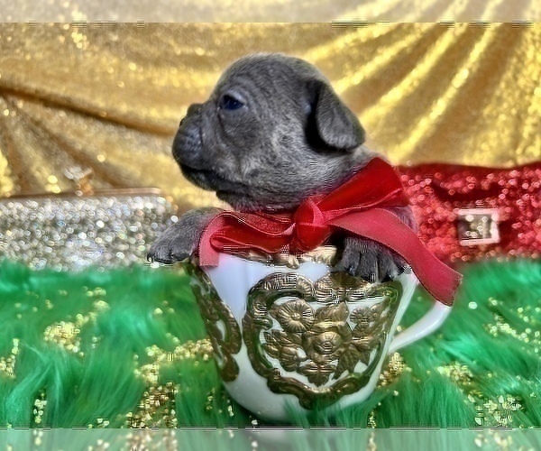 Medium Photo #78 French Bulldog Puppy For Sale in HAYWARD, CA, USA