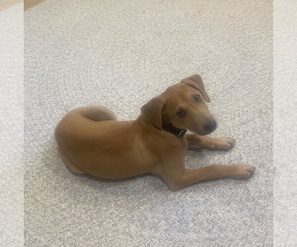 Medium Photo #12 Chihuahua-Labrador Retriever Mix Puppy For Sale in Virginia Beach, VA, USA