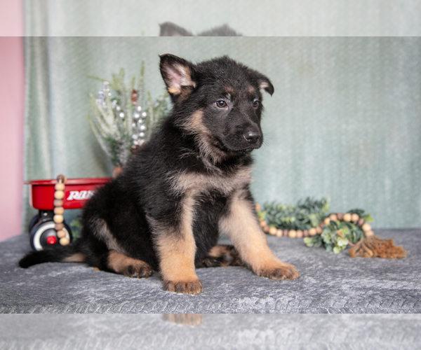 Medium Photo #2 German Shepherd Dog Puppy For Sale in NAPPANEE, IN, USA