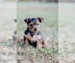 Small Photo #33 Yorkshire Terrier Puppy For Sale in FOREST HILL, TX, USA