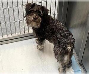 Miniature Schnauzer-Poodle (Miniature) Mix Dogs for adoption in Orange, CA, USA