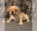 Small Photo #6 French Bulldog Puppy For Sale in JOHNS ISLAND, SC, USA