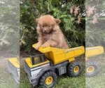 Small #2 Pomeranian