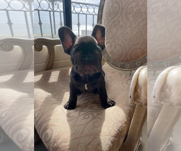 Medium Photo #7 French Bulldog Puppy For Sale in CHULA VISTA, CA, USA