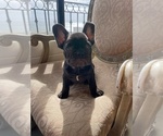 Small Photo #7 French Bulldog Puppy For Sale in CHULA VISTA, CA, USA