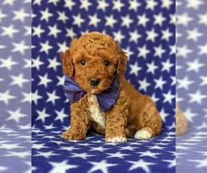 Poodle (Toy) Puppy for sale in NEW PROVIDENCE, PA, USA