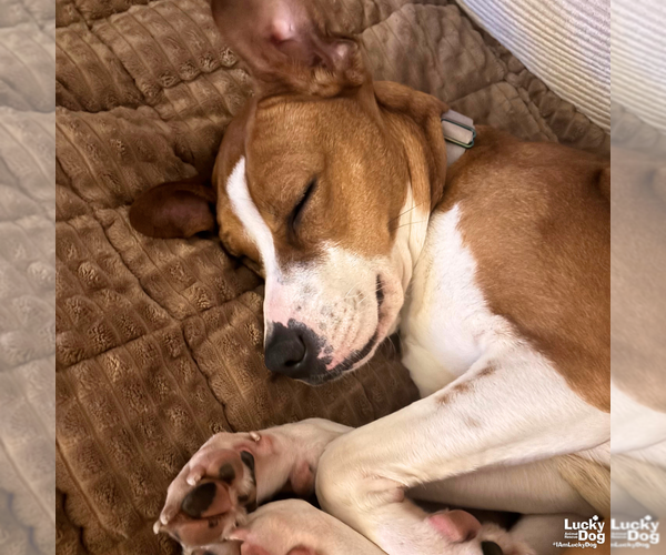 Medium Photo #9 Boxador Puppy For Sale in Washington, DC, USA