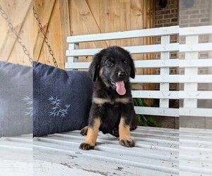 Golden Shepherd Puppy for Sale in GREENCASTLE, Pennsylvania USA