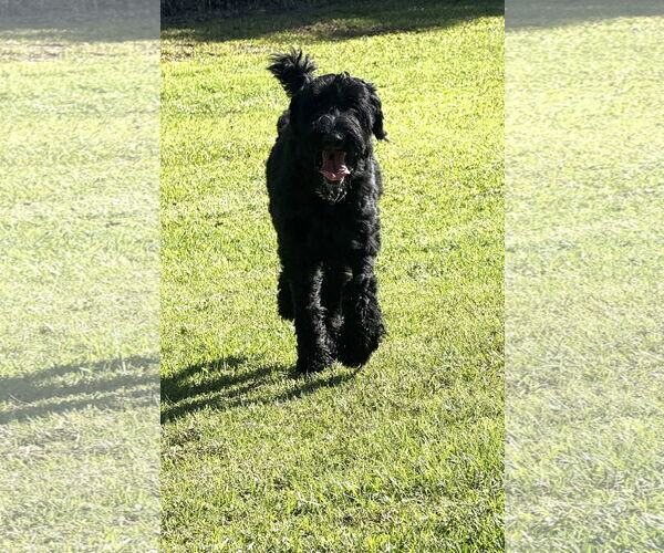 Medium Photo #5 Mutt Puppy For Sale in Valrico, FL, USA