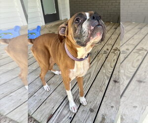 Boxer Dogs for adoption in Dumont, NJ, USA