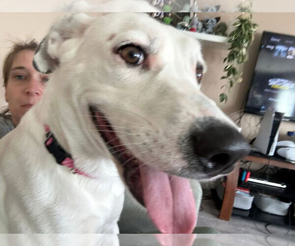 Medium Photo #7 Labrador Retriever-Unknown Mix Puppy For Sale in Germantown, OH, USA