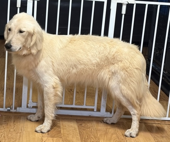 Medium Photo #1 Golden Retriever Puppy For Sale in HICKORY, NC, USA
