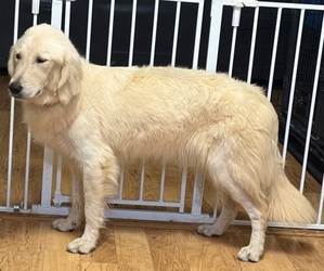 Golden Retriever Puppy for Sale in HICKORY, North Carolina USA