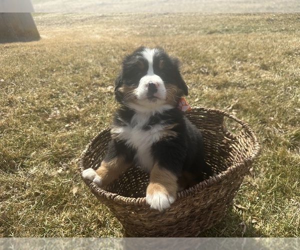 Medium Photo #9 Bernese Mountain Dog Puppy For Sale in ATHENS, WI, USA