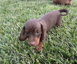 Dachshund Puppy for sale in CONCORDIA, MO, USA