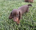 Image preview for Ad Listing. Nickname: Pup 3