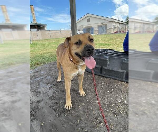 Medium Photo #2 Black Mouth Cur-Unknown Mix Puppy For Sale in Corpus Christi, TX, USA