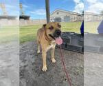 Small #1 Black Mouth Cur Mix