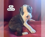 Puppy Puppy 1 Boxer